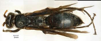 Media type: image;   Entomology 17041 Aspect: habitus dorsal view